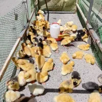 جوجه اردک 3روزه 100هزارجوجه رسمی گلپایگان 70هزار