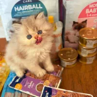 بریتیش لانگ هیر