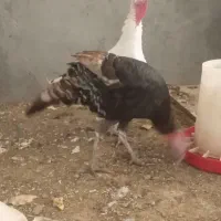 ۳ عدد بوقلمون ماده فروشی|حیوانات مزرعه|سنقر, |دیوار