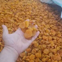 قیسی وبرگه زردآلو اعلا