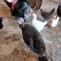 بوقلمون نر و ماده سنگی تخم گذار