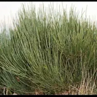 جمع آوری گیاه وحشی و خودرو کوشتر
