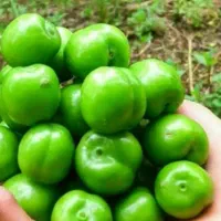 پیش فروش نهال گوجه سبز نخجوان