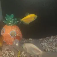 اکواریوم شرکتی همراه با ماهی