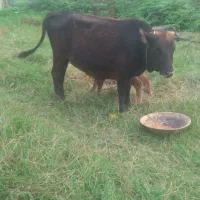 گاو جوان اولین گوساله ۶۸|حیوانات مزرعه|رضوانشهر, |دیوار