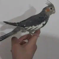 هروس هلندی سخنگو