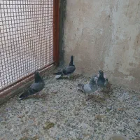 4تا همش باهم 500|پرنده|خمینی‌شهر, |دیوار