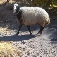 قوچ شالی|حیوانات مزرعه|ضیاء آباد, |دیوار