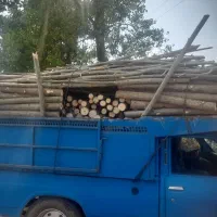 خرید فروش چوب های صنوبر وجنگلی