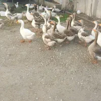 غاز محلی