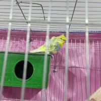 مرغ عشق پروانه ای|پرنده|فهرج, |دیوار