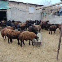 گوسفند بره زنده بره نر غزل افشار اصل