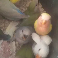 مرغ عشق طوطی برزیلی مرغ عشق پروانه سرلاکی