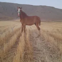 نریان