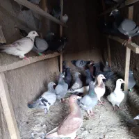 کفتر|پرنده|مشهد, طبرسی شمالی|دیوار