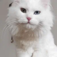 فروش گربه پرشین وان