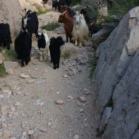 فروش ۱۲ راس بز جوان کوه چر|حیوانات مزرعه|درودزن, |دیوار