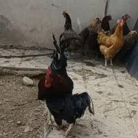 تخم مرغ محلی نطفه دار