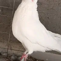 نوک قنار|پرنده|اردکان, |دیوار