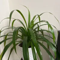 گل پاندانوس