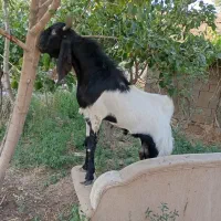 فروش دوعدد بزنر پاکستانی