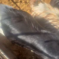 ۱۰ عدد بزغاله چاق به فروش می‌رسد