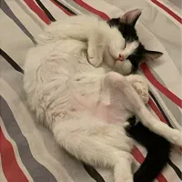 واگذاری گربه ۴ماهه