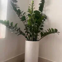 چند گل زیبا و سالم برای فروش