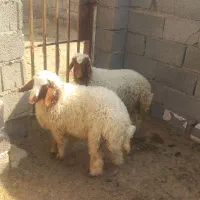 بره نروماده پروار