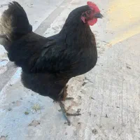 مرغ مشگی جوان تخم گذار