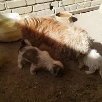 توله سگ|سگ|شوشتر, |دیوار