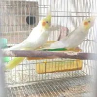 عروس هلندی با 4تا جوجه|پرنده|فولادشهر, B1|دیوار