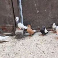 کبوتر رنگی جوان