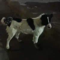 سگ قدیرجونی