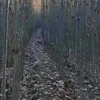 فروش نهال صنوبر ترکیه ای