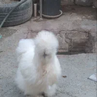 جوجه ابریشمی سلطان و فنیکس
