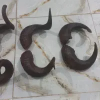 شاخ گوسفند|صنایع دستی و سایر لوازم تزئینی|کرمانشاه, |دیوار