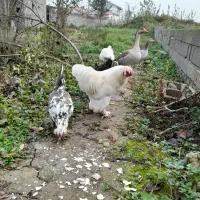 خروس سلطان زینتی|حیوانات مزرعه|سنگر, |دیوار