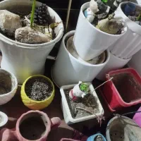 یه عالمه گلدون بزرگ و کوچیک