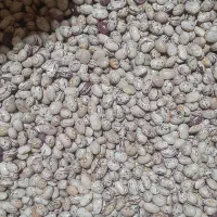 لوبیا چیتی بذری