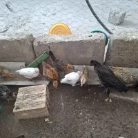 جوجه مرغ و خروس محلی اصیل گلین لری
