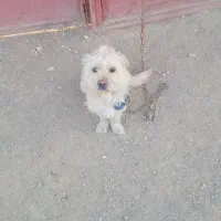 سگ پاکوتاه ماده