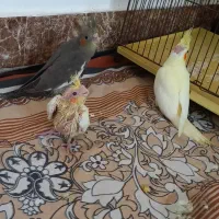 جوجه عروس هلندی