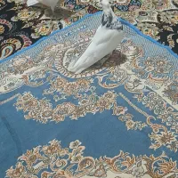 کبوتر|پرنده|کرمانشاه, |دیوار