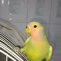 کوتوله جوان دستی