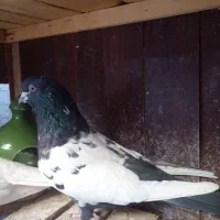 کفتر نر|پرنده|قم, نخودی|دیوار