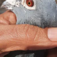 کبوترپلاکی