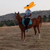 مادیون|اسب و تجهیزات اسبسواری|یاسوج, |دیوار