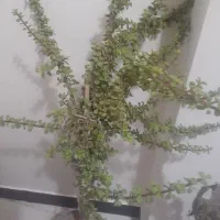 گل خرفه