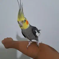 عروس هلندی نر سخنگو|پرنده|آبیک, |دیوار